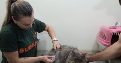 Mutirão microchipou mais de 100 animais em Campo Grande, diz Subea