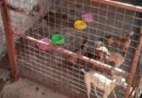 Fiscalização encontra casa com 60 cachorros em situação de maus-tratos em MS