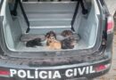 Vídeo: cachorrinhos são resgatados com ferimentos e até piolhos em Corumbá
