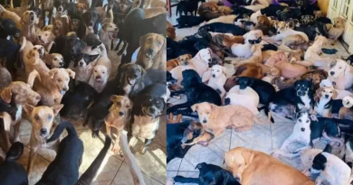 ONG que mantinha 250 cães e gatos é alvo de operação na Capital e irmãs acabam presas por maus-tratos