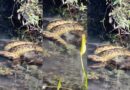 Vídeo raro mostra cobra sucuri ‘devorando’ cateto nas águas cristalinas de Bonito