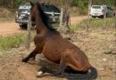 Decat resgata cãozinho e dois cavalos que estavam sofrendo maus-tratos e abandono