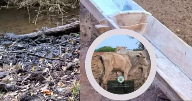 Pelo menos 10 gados morreram atolados ao tentar beber água de rio em fazenda