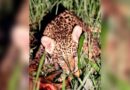 Vídeo: filhote de onça-pintada é flagrado ‘jantando’ um tatu-peba no Pantanal