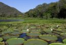 Pantanal está alagando uma área menor e ficando seco por um período maior no ano, aponta estudo