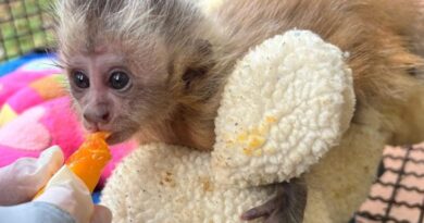 CRAS/Imasul acolhe filhote de macaco-prego com fratura e inicia cuidados intensivos para recuperação