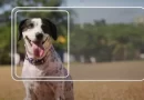 Carteira nacional digital para pets chega a MS para facilitar controle e a proteção animal