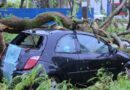 Árvore de grande porte cai sobre veículos em Dourados durante chuva