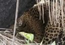 Vídeo: turistas registram cena rara de acasalamento entre onças-pintadas no Pantanal