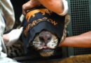 Ossos e cabelo são encontrados nas fezes da onça-pintada que comeu caseiro no Pantanal