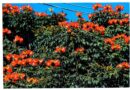 Vistosas e coloridas, árvores da espécie Spathodea Campanulata podem ser extintas em MS