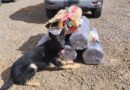 Choque apreende quase 170 kg de maconha em transportadora no bairro Coronel Antonino