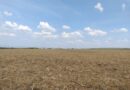 Vazio sanitário da soja começa neste domingo em Mato Grosso do Sul