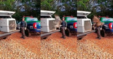 Águia-cinzenta, espécie ameaçada de extinção, é devolvida à natureza em Campo Grande
