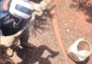 Em cinco dias, PMA resgatou quatro jiboias em residências de Campo Grande