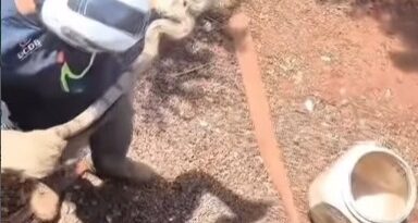 Em cinco dias, PMA resgatou quatro jiboias em residências de Campo Grande