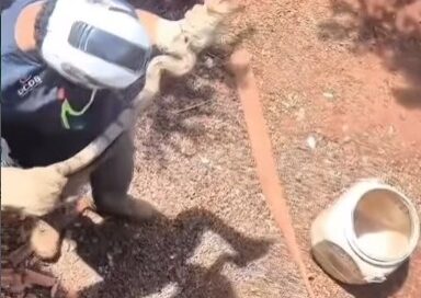 Em cinco dias, PMA resgatou quatro jiboias em residências de Campo Grande