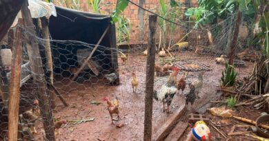 Homem é preso ao ser flagrado criando galinhas, patos e porcos no bairro São Conrado