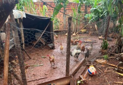 Homem é preso ao ser flagrado criando galinhas, patos e porcos no bairro São Conrado