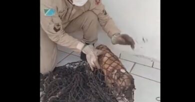 Vídeo: cachorro com arame preso no pescoço é resgatado dentro de quartel em Corumbá