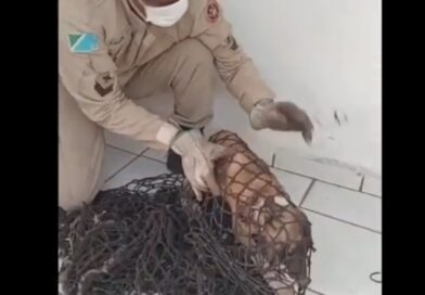 Vídeo: cachorro com arame preso no pescoço é resgatado dentro de quartel em Corumbá