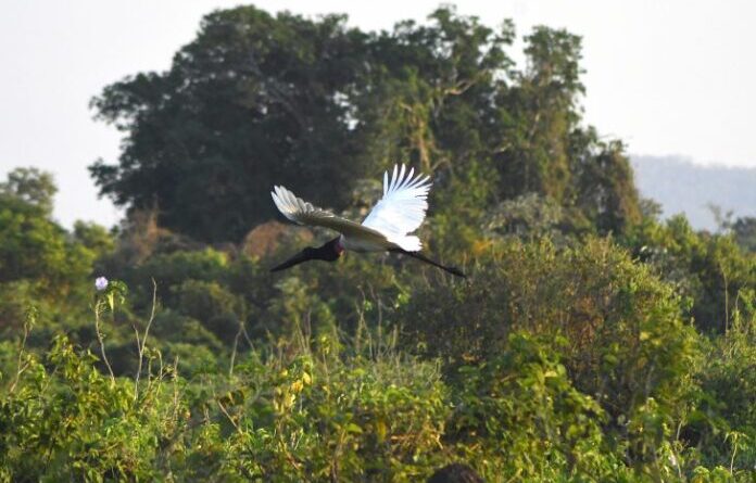 MS lidera ranking nacional de menor desmatamento sem licença ambiental, aponta MapBiomas