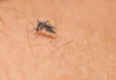 Dourados chega a 14 mortes por Chikungunya; taxa de transmissão segue altíssima