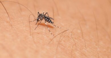 Dourados chega a 14 mortes por Chikungunya; taxa de transmissão segue altíssima