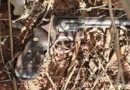 15º feminicídio: homem confessa duplo homicídio em Nioaque, alegando ciúmes e descontrole