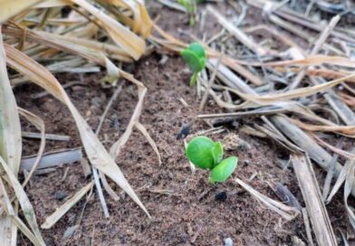 El Niño exige atenção do produtor no início do plantio da safra de soja 2026/2027 em Mato Grosso do Sul