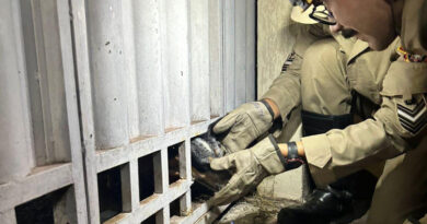Bombeiros resgatam cão com cabeça presa em grades de portão em Corumbá