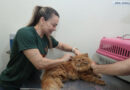 Lei amplia acesso ao consultório veterinário móvel e ajuda Campo Grande a cumprir meta de castrações