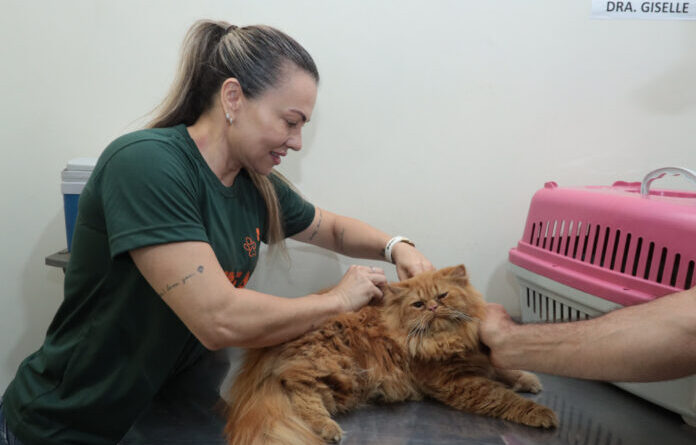 Lei amplia acesso ao consultório veterinário móvel e ajuda Campo Grande a cumprir meta de castrações