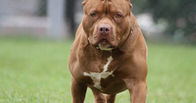 Pitbull invade residência, mata cachorro e é capturado em Campo Grande