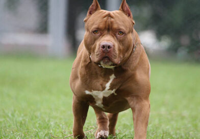 Pitbull invade residência, mata cachorro e é capturado em Campo Grande