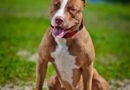 Solto em via pública do bairro Jardim Noroeste, Pit bull acaba morto pela PM