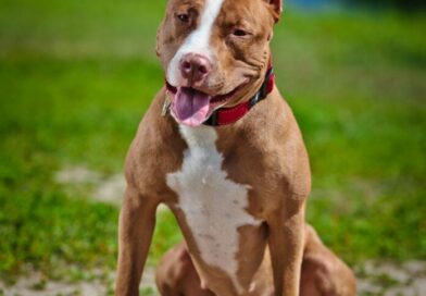 Solto em via pública do bairro Jardim Noroeste, Pit bull acaba morto pela PM