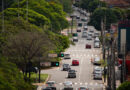 Dia da Árvore reforça importância da arborização na Capital