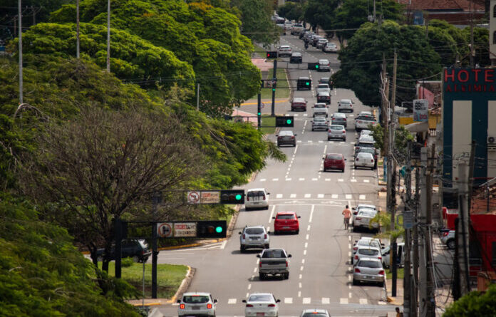 Dia da Árvore reforça importância da arborização na Capital