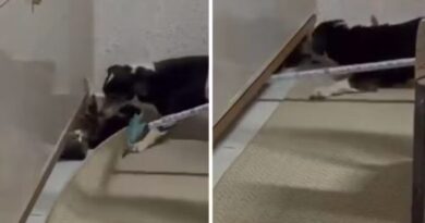 Mulher é investigada por maus-tratos contra gato em MS: “crio cachorro para matar”, disse