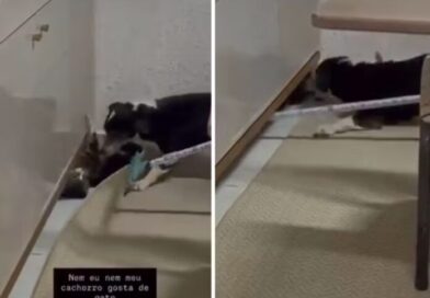 Mulher é investigada por maus-tratos contra gato em MS: “crio cachorro para matar”, disse