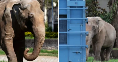 Elefante Sandro passa por Campo Grande rumo a novo lar em santuário no MT