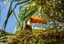 Campo Grande vira ponto de encontro para debate sobre conservação da natureza