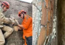 Cachorra cai no vão de muros e mobiliza Corpo de Bombeiros em Ladário