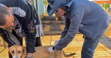 Campo Grande terá vacinação contra a raiva neste fim de semana