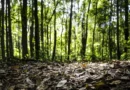 Produção florestal no país alcança recorde de R$ 47,9 bilhões em 2025; Três Lagoas é destaque nacional