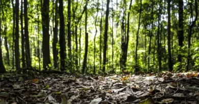 Produção florestal no país alcança recorde de R$ 47,9 bilhões em 2025; Três Lagoas é destaque nacional