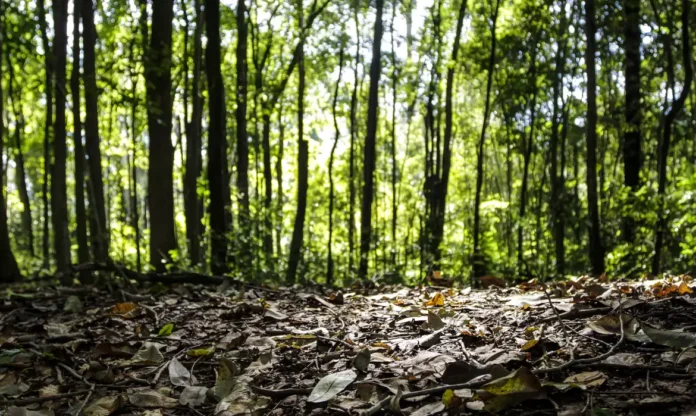 Produção florestal no país alcança recorde de R$ 47,9 bilhões em 2025; Três Lagoas é destaque nacional