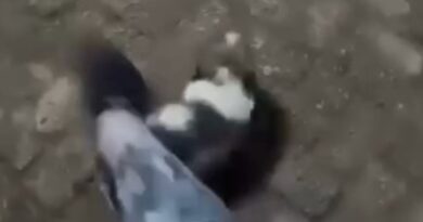 Vídeo: mulher é presa por chutar cachorrinha em plena praça e postar na rede social