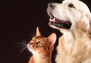 Ivinhema firma TAC com MPMS e terá estrutura ampliada de proteção animal